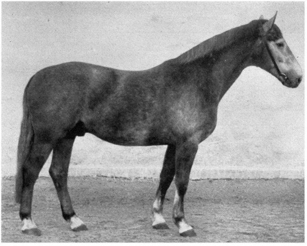 horse Fischreiher (Hanoverian, 1944, from Faschist II)