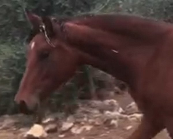 Pferd LUCERO DE ODIN (Hispano-Araber, 2018)
