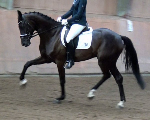 dressage horse Der Oskar (Hanoverian, 2015, from Destano)