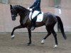 dressage horse Der Oskar (Hanoverian, 2015, from Destano)