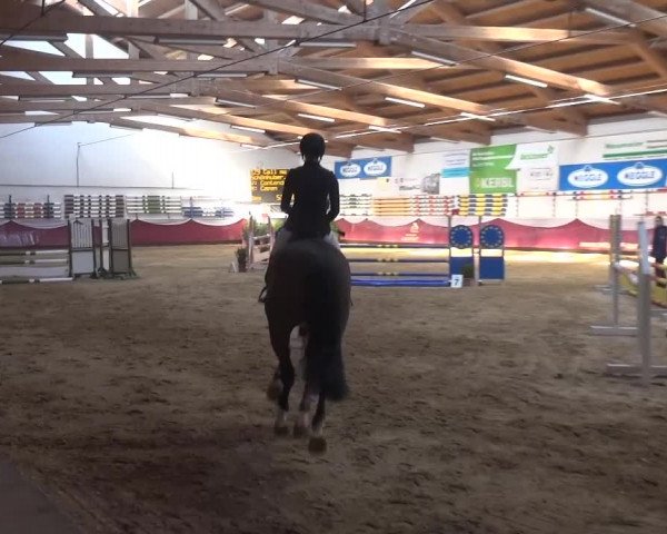 Springturnier Eicherloh - Laurent 2016