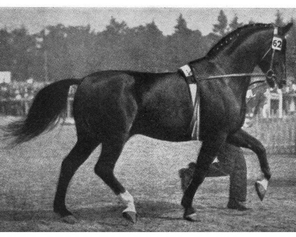Deckhengst Alsdann (Hannoveraner, 1923, von Alkoven I)