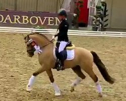 dressage horse Maverick 139 (German Riding Pony, 2016, from Movie Star)