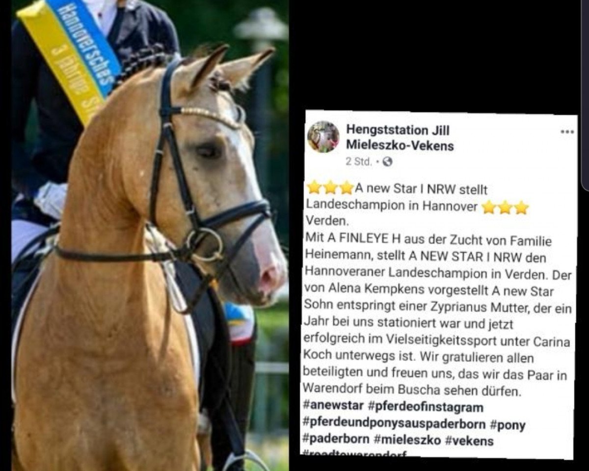 horse A Finleyé H (German Riding Pony, 2016, from A new Star)