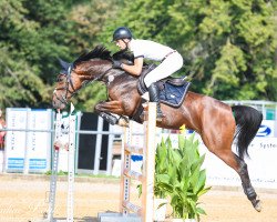 jumper Graciella 57 (Hanoverian, 2010, from Graf Top)