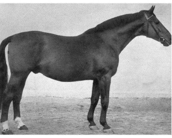 stallion Sorbet 2880 (Trakehner, 1941, from Schlossherr)