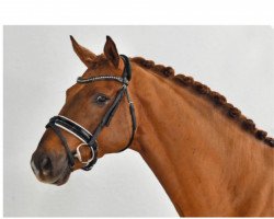 dressage horse Dawino 7 (Oldenburg, 2014, from Don Frederic 3)