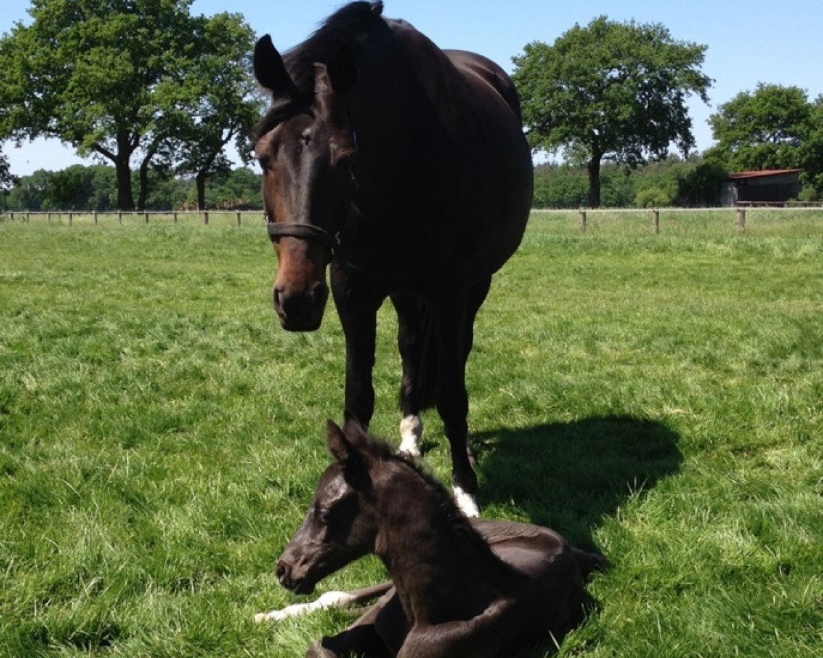 broodmare Weinona (Oldenburg, 2001, from Pik Noir)