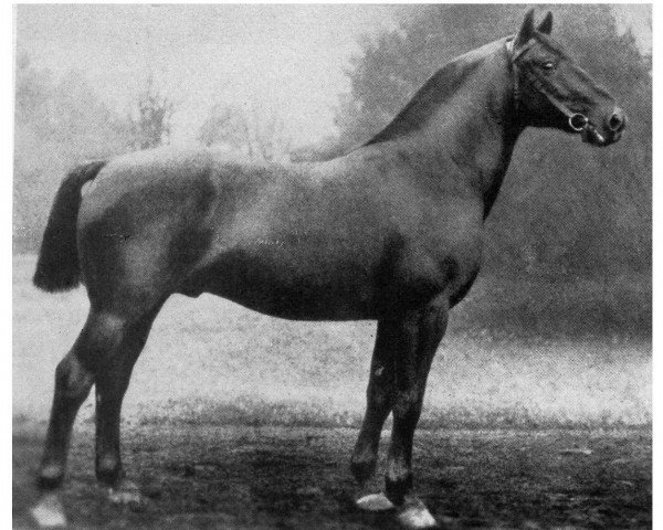 stallion Sherius (Hanoverian, 1916, from Sheridan II)