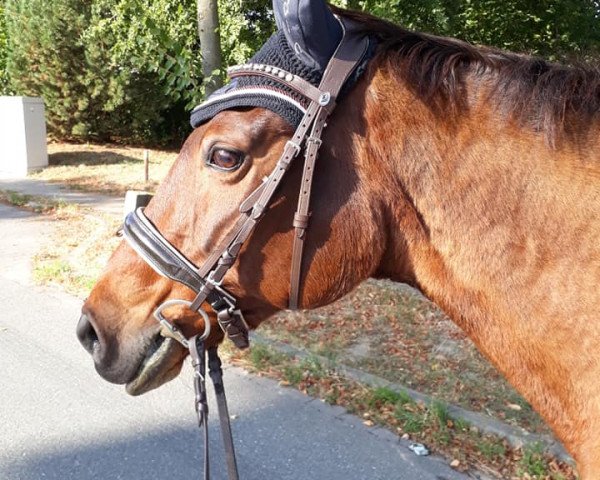 horse Great Girl (Hanoverian, 1993, from Grandenstern)