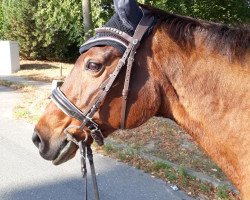 horse Great Girl (Hanoverian, 1993, from Grandenstern)