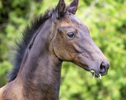 dressage horse Belgravia (Trakehner, 2019, from Dezember)