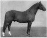 stallion Skiheil (Mecklenburg, 1934, from Sherius)