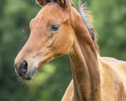 Dressurpferd Prinz Leopold (Trakehner, 2019, von Ivanhoe)