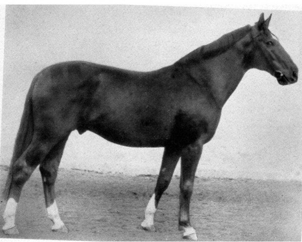stallion Giessbach (Hanoverian, 1943, from Grunelius)
