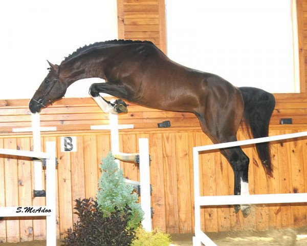 stallion Royal Bliss MF (Zweibrücken, 2006, from Balou du Rouet)