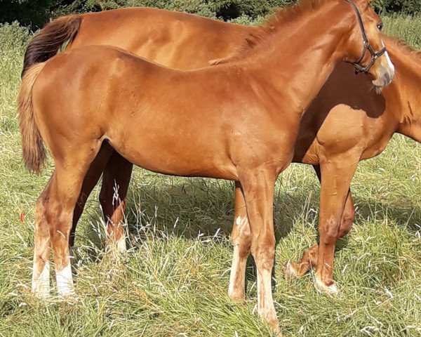 Springpferd volare (Irish Sport Horse, 2019, von Aganix du Seigneur)