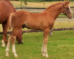 Pferd Distant shore (Irish Sport Horse, 2015, von Corrado G)