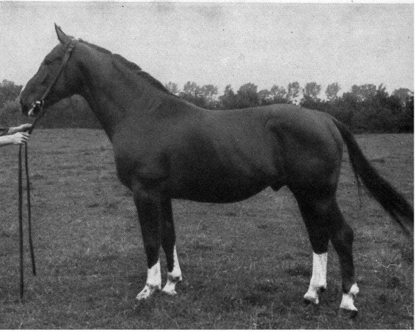 stallion Fernflug II (Westphalian, 1943, from Fermor III)