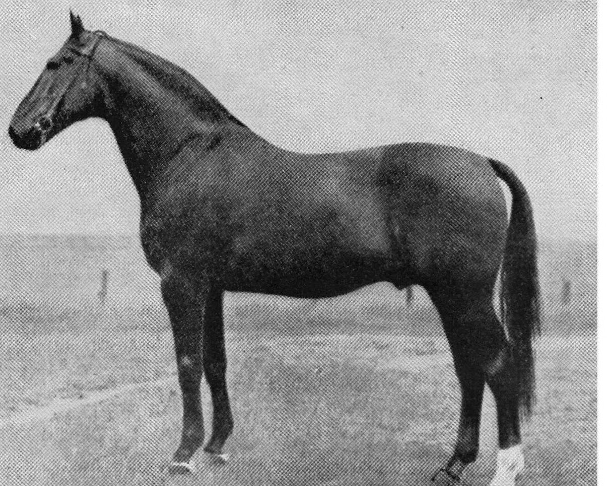 stallion Flamingo (Hanoverian, 1925, from Flavius)