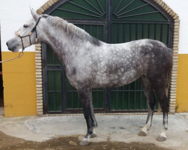 Pferd JEREZANA (Andalusier, 2014)