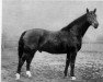 horse Halt II (Hanoverian, 1928, from Helgoland I)