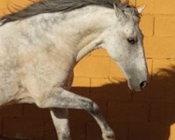 broodmare Marachuca. (Pura Raza Espanola (PRE), 2007)