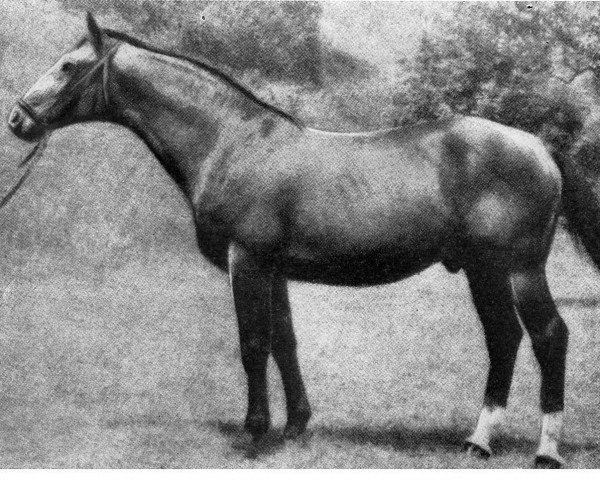 stallion Optiker (Brandenburg, 1931, from Feiner Kerl)
