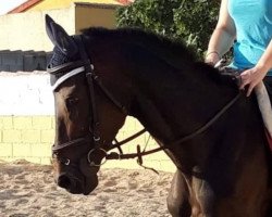 horse Duque (Spanish Sport Horse, 2009)