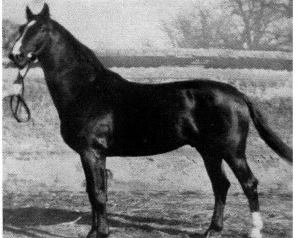 stallion Flame 2214 (Brandenburg, 1944, from Flaschner)
