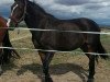 broodmare Dona's Wild Rosie (Oldenburg show jumper, 2017, from Coupe Gold)