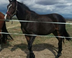 broodmare Dona's Wild Rosie (Oldenburg show jumper, 2017, from Coupe Gold)