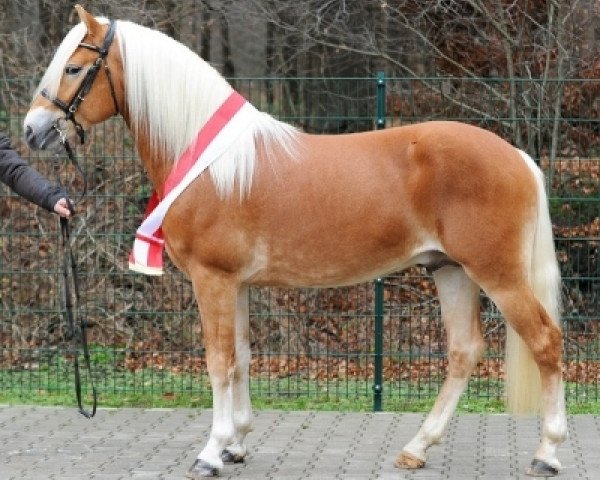 stallion Allerdings 4 (Haflinger, 2010, from Abel)