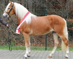 stallion Allerdings 4 (Haflinger, 2010, from Abel)