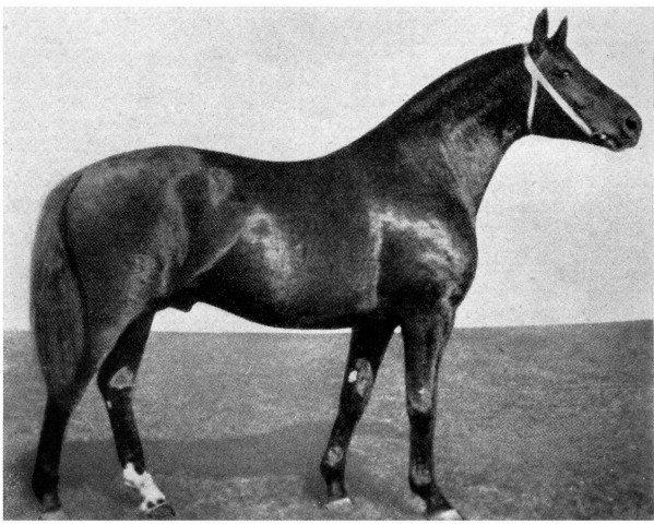 stallion Der Hansbur I (Brandenburg, 1934, from Dorilas)