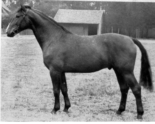 stallion Almfex II (Hanoverian, 1939, from Almjaeger I)