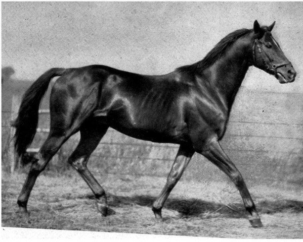 stallion Impressionist xx (Thoroughbred, 1923, from Prunus xx)