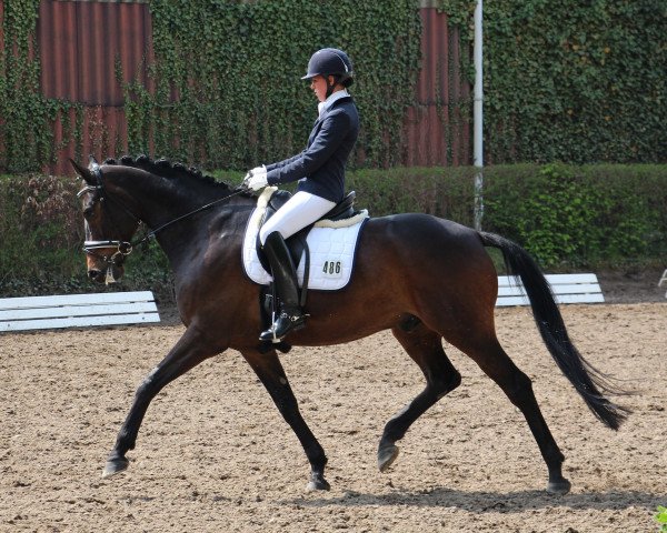 dressage horse San Sisko (Hanoverian, 2008, from Samarant)