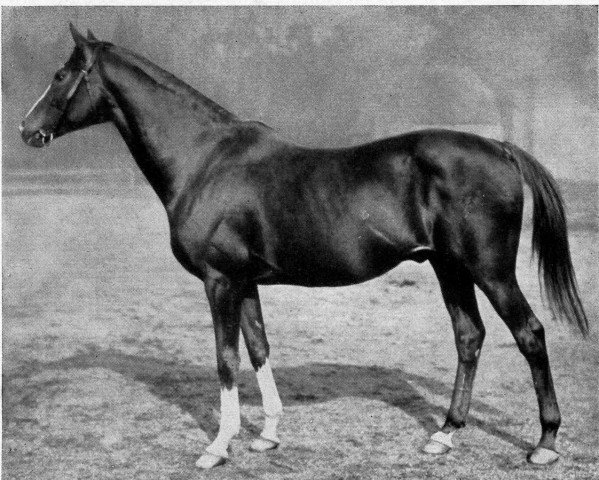 stallion Ecco xx (Thoroughbred, 1914, from Gulliver xx)