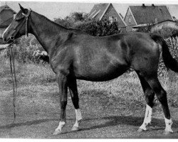 broodmare Larifari (Hanoverian, 1932, from Lancelot xx)