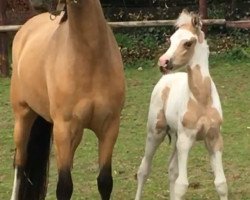 Zuchtstute Goldmarie P (Deutsches Reitpony, 2015, von Da Vinci Hs)