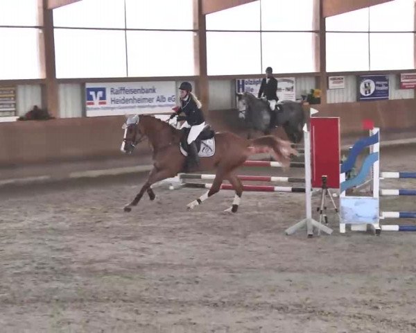 Reitturnier Dettingen 2016