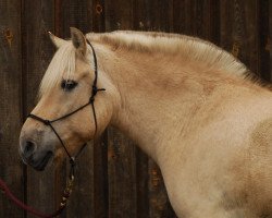 horse Tabasco (Fjord Horse, 1993, from Tristan)