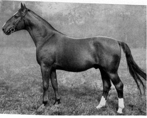 stallion Fahnenwald (Hanoverian, 1935, from Fahnentraeger)