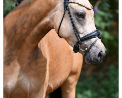 broodmare Girl on Fire K (German Riding Pony, 2015, from Genesis B)