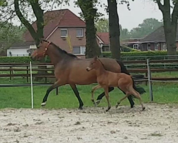 dressage horse Marlow (Oldenburg, 2019, from E.H. Millennium)