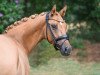 broodmare Dornier's Girl K (German Riding Pony, 2016, from Dornier B)