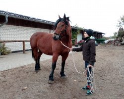 Pferd Finja (Rheinisch-Deutsches Kaltblut, 2013, von Arthur 571)