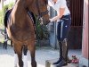 dressage horse Leonardo-Luciano (Westphalian, 2005, from Laudabilis)