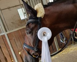 dressage horse Dino 452 (Hanoverian, 2009, from Desperados FRH)